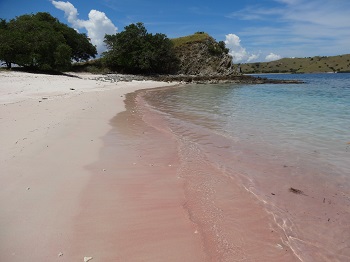 Pink beach Komodo island is the best place to see corals and fishes
